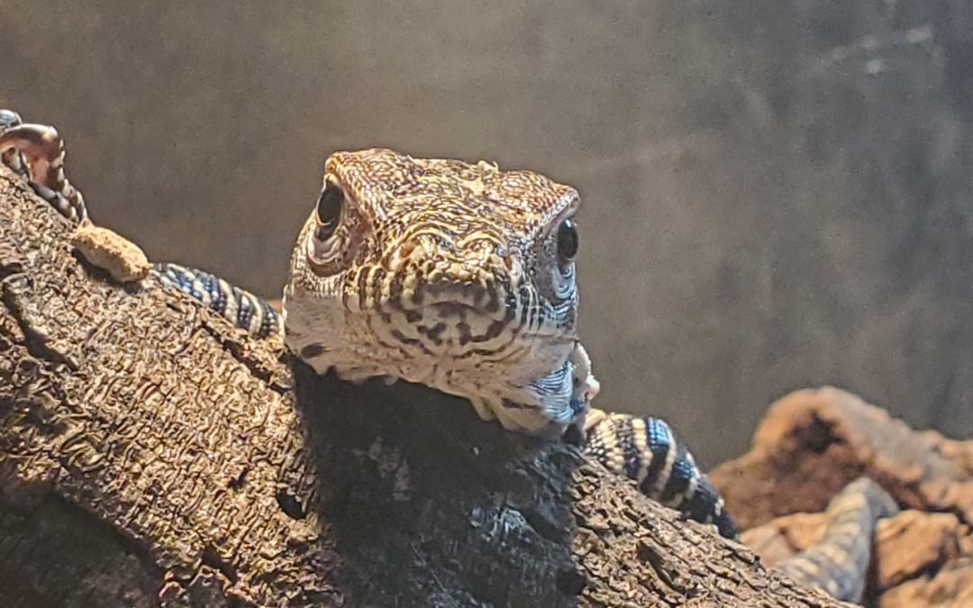 Baby Komodo Dragons hatched at the San Antonio Zoo!