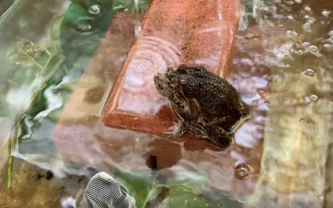 San Antonio Zoo® Releases Critically Endangered Puerto Rican Crested Toad Tadpoles Into the Wild