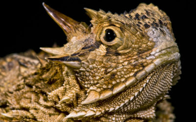 San Antonio Zoo Celebrates Hatchings of Texas Horned Lizards  On Texas Horned Lizard Day