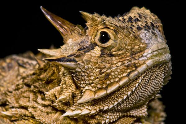 Adult Phrynosoma cornutum Texas Horned Lizard
